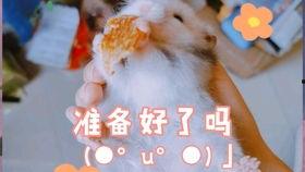 豚豚落水吃瓜,意外吃瓜引发的欢乐风波